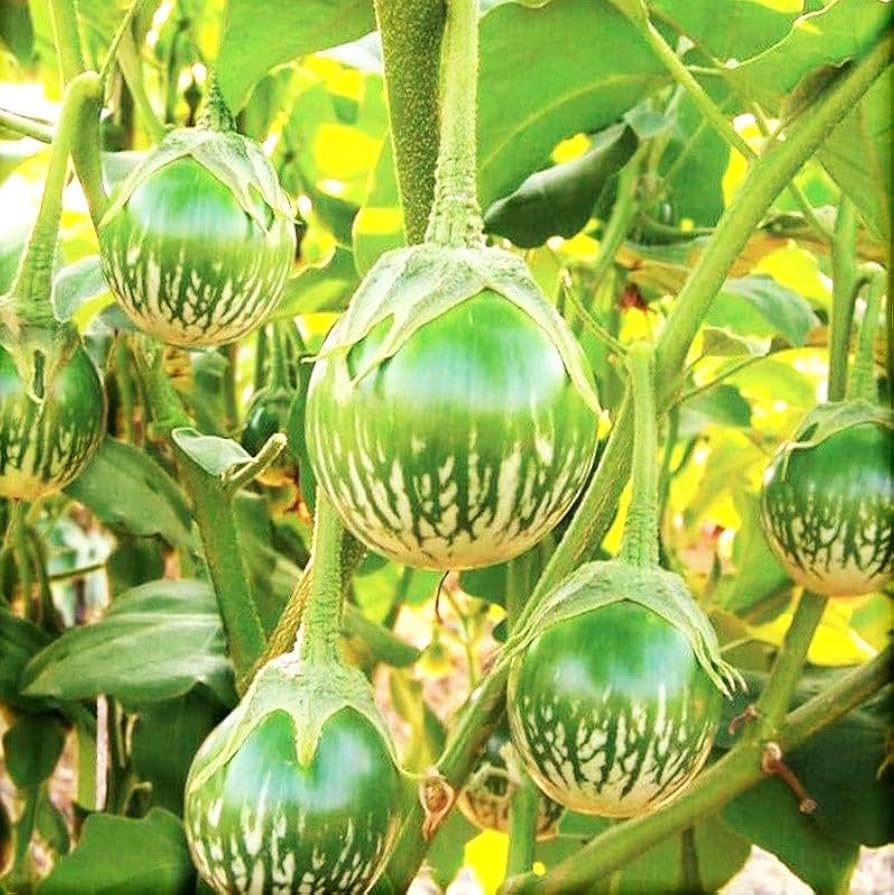 Thai Eggplant Petch Siam Seeds - Vegetable Planting