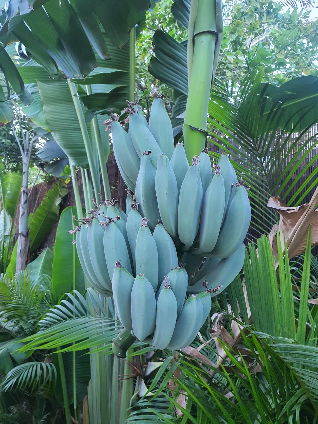 Banana Fruit Seeds for Planting Guide