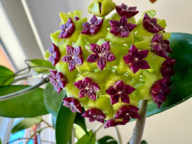 Green Maroon Hoya Flower seeds for Planting - Vibrant Colors, Heirloom & GMO Free Seeds for Home Garden