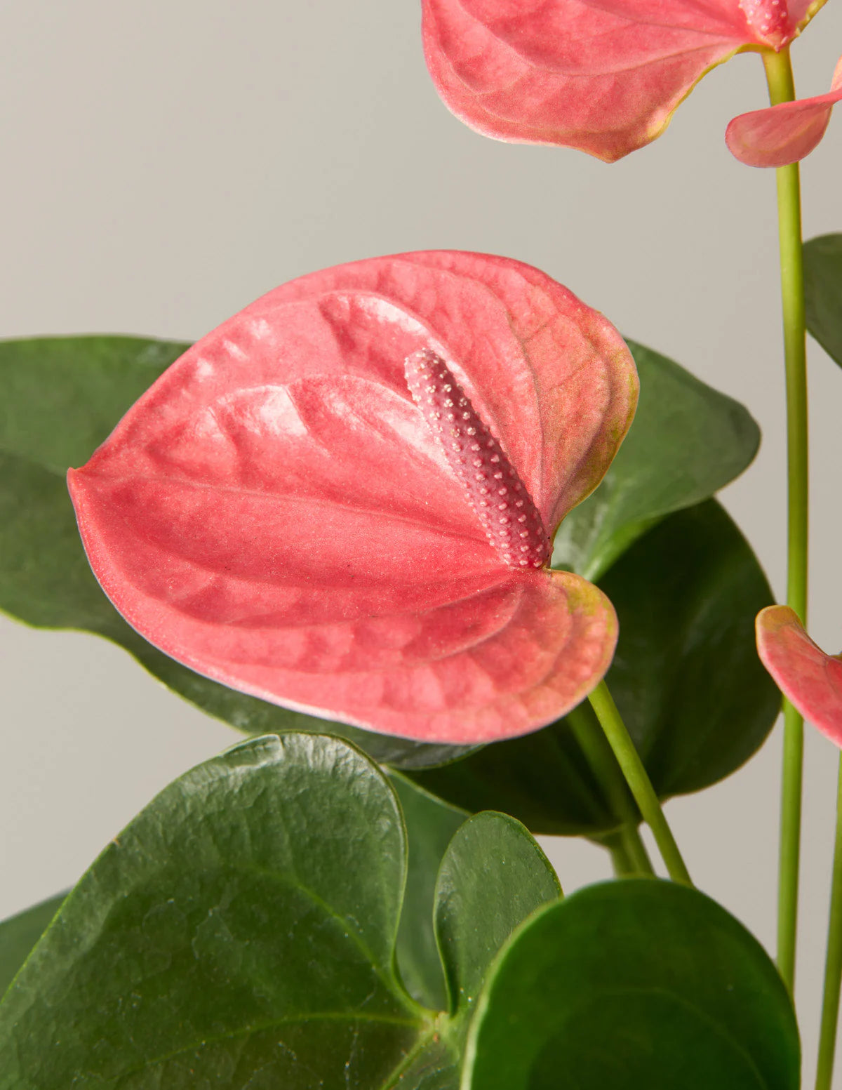 Baby Pink Anthurium Flower seeds for Planting - Compact Growth, Heirloom & GMO Free Seeds for Home Garden