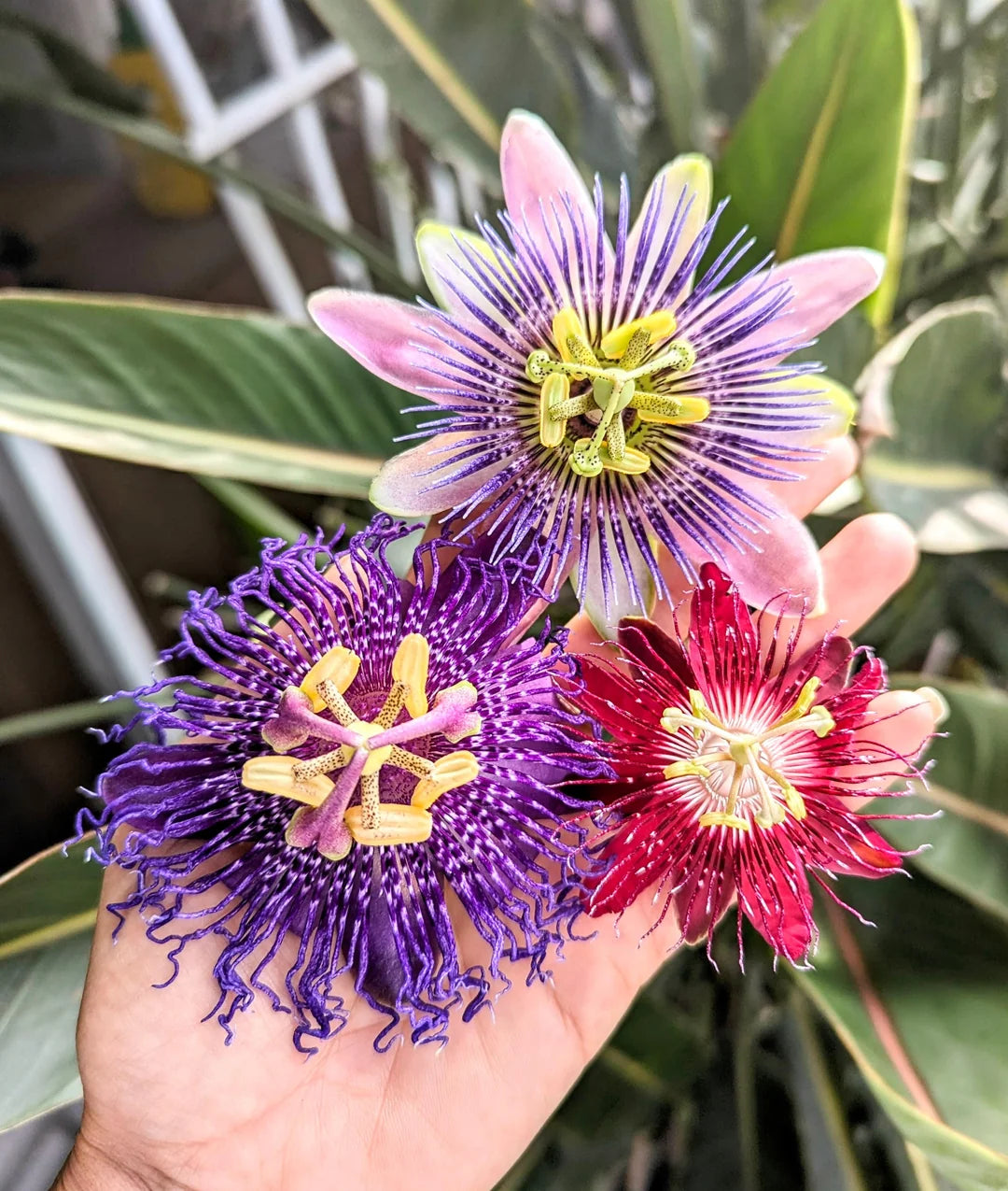 Mixed Colour Passion Flower Seeds for Planting Hardy Variety Heirloom & GMO Free Seeds for Home Garden
 
 Sale
