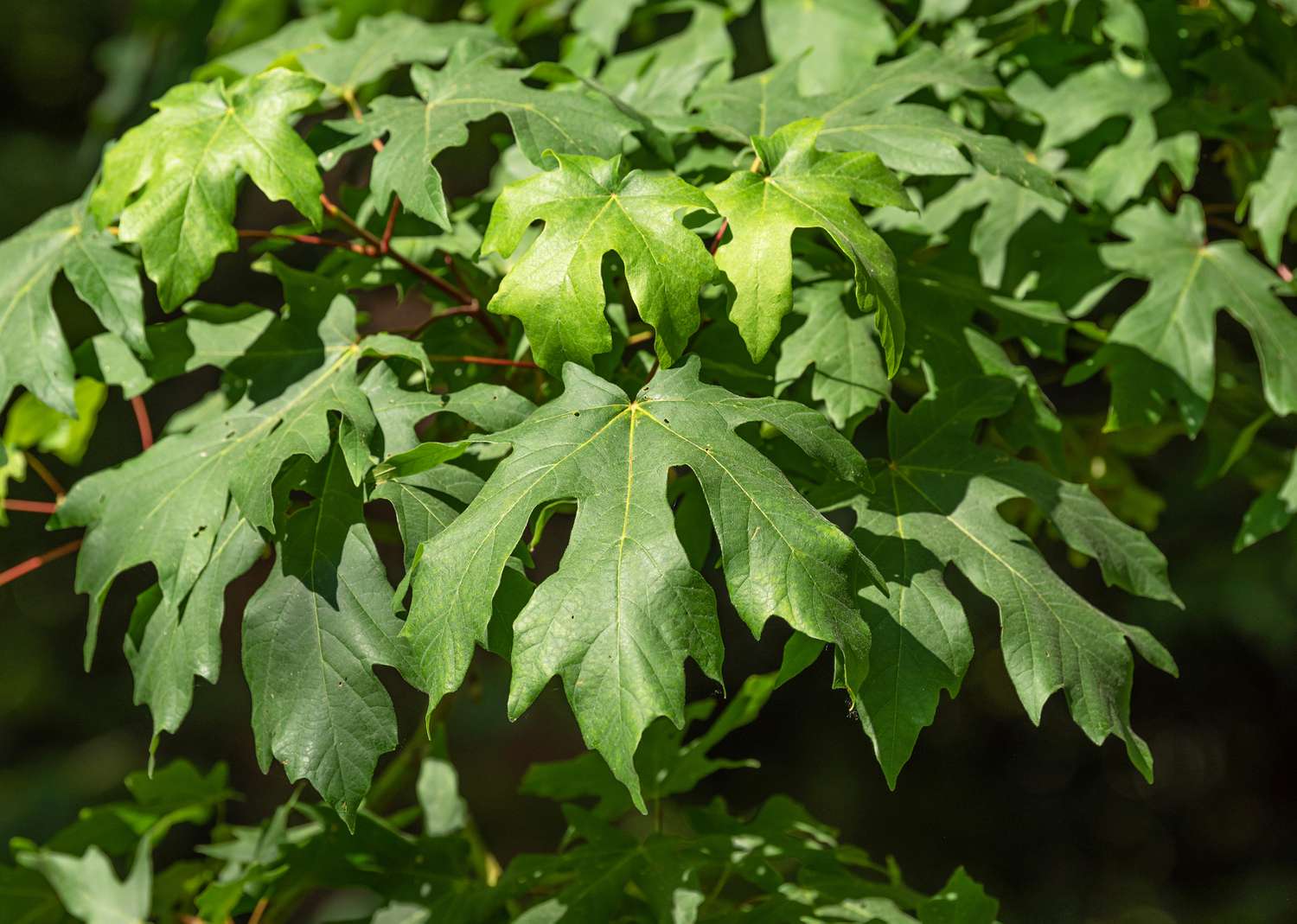 Maple Tree Seeds  Dark Green Planting Seeds for Beautiful Landscapes!