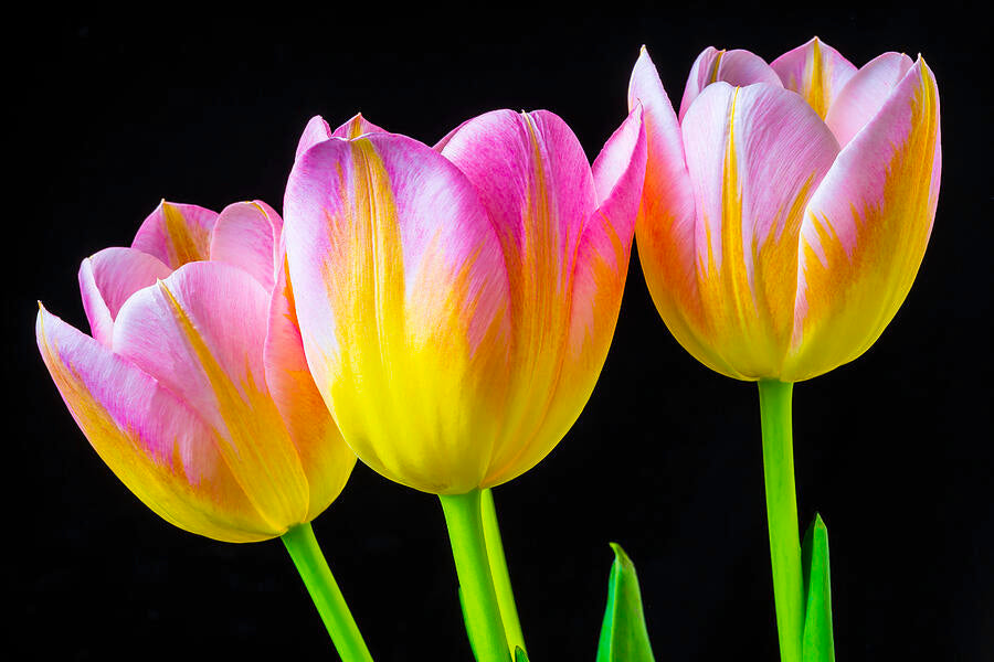Yellow & Pink Tulip Flower seeds for Planting - Perfect for Borders, Heirloom & GMO Free Seeds for Home Garden