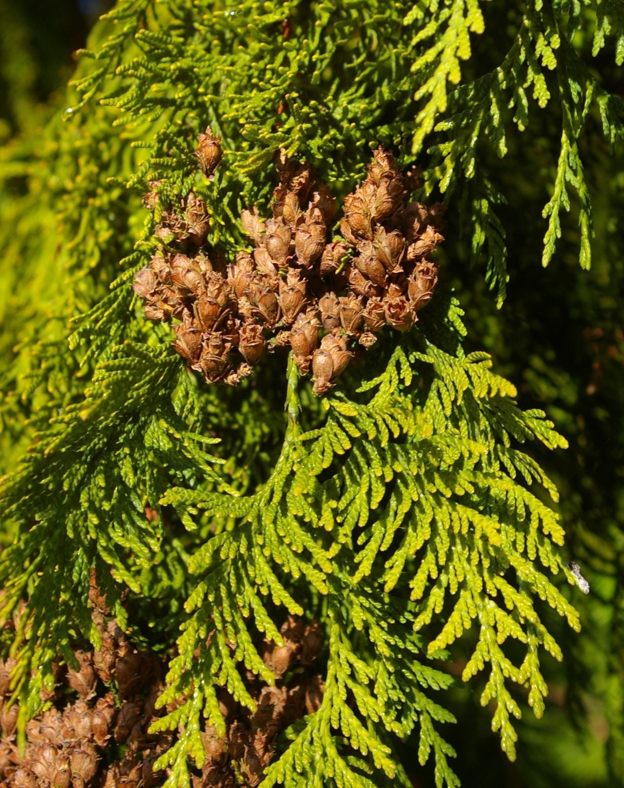 Thuja Plicata Tree Seeds - Easy Planting Instructions Included