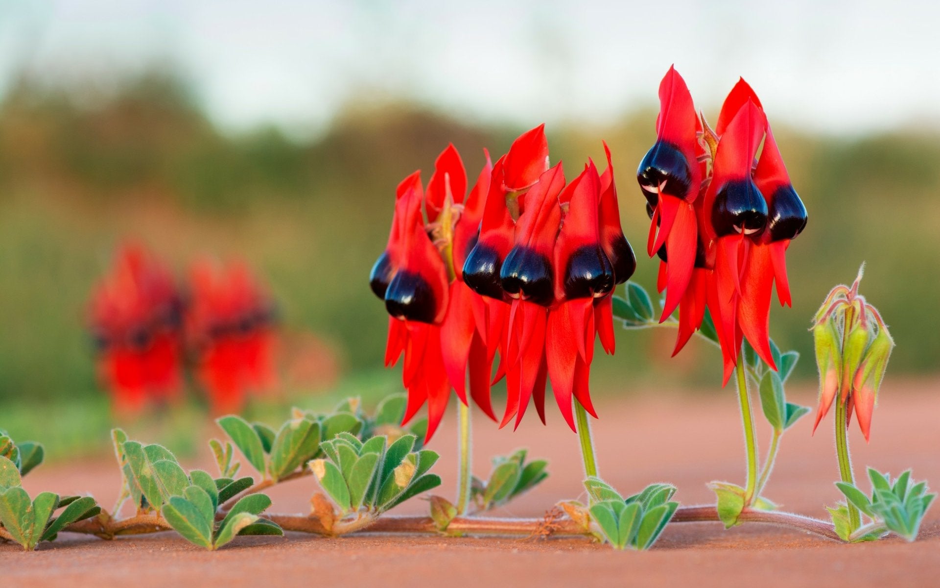 Sturt's Red Flower Seeds for Planting - Vibrant Blooms for Your Garden - Evergrowseeds