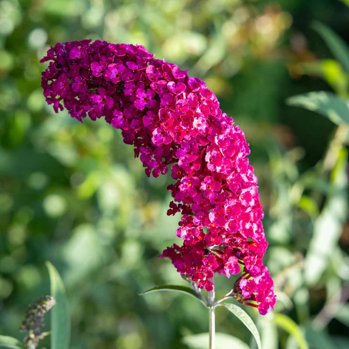 Dark Pink Buddleia Butterfly Bush Flower seeds for Planting - Long Bloom Season, Heirloom & GMO Free Seeds for Home Gard