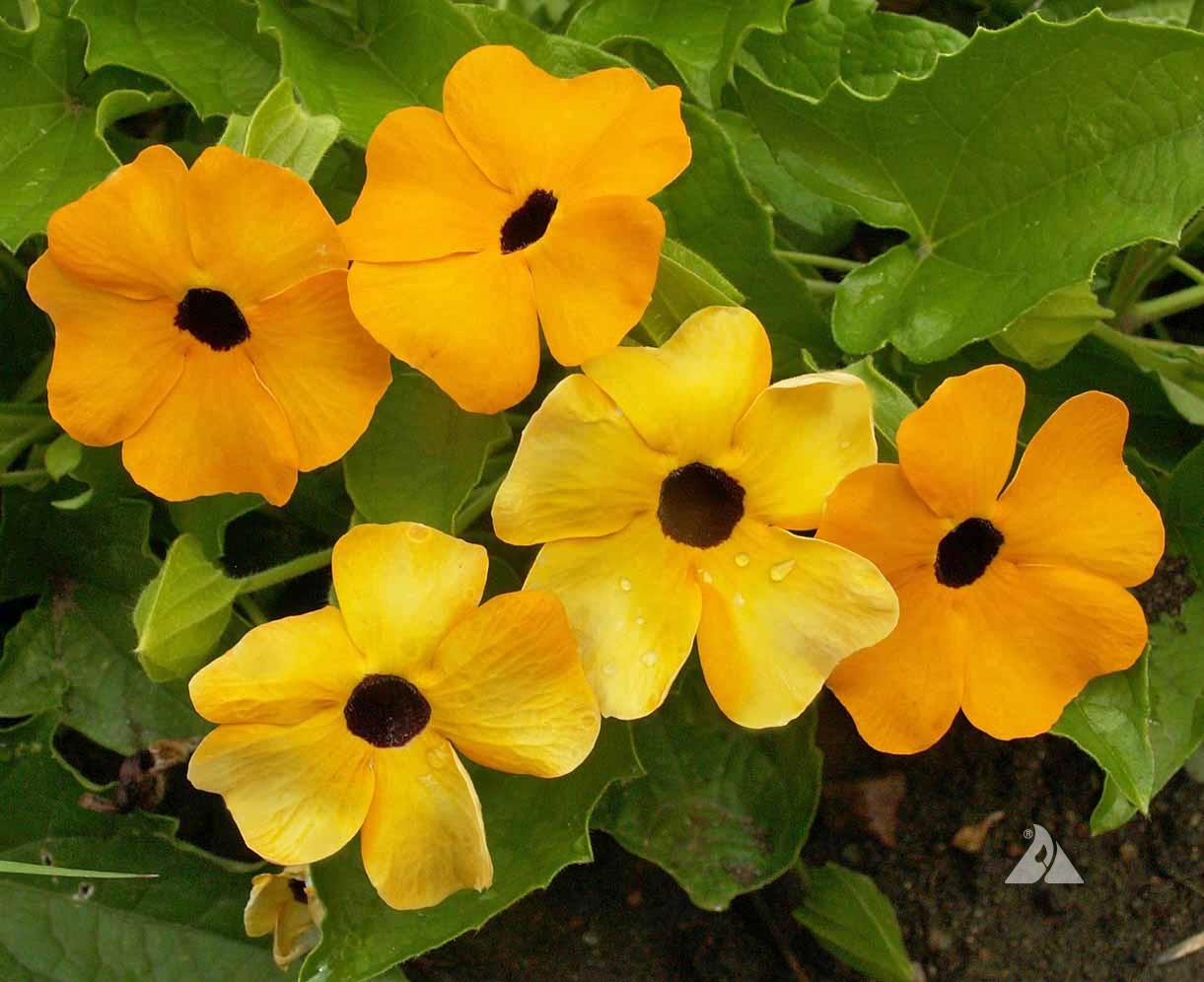 Close-up of Mixed Thunbergia petals