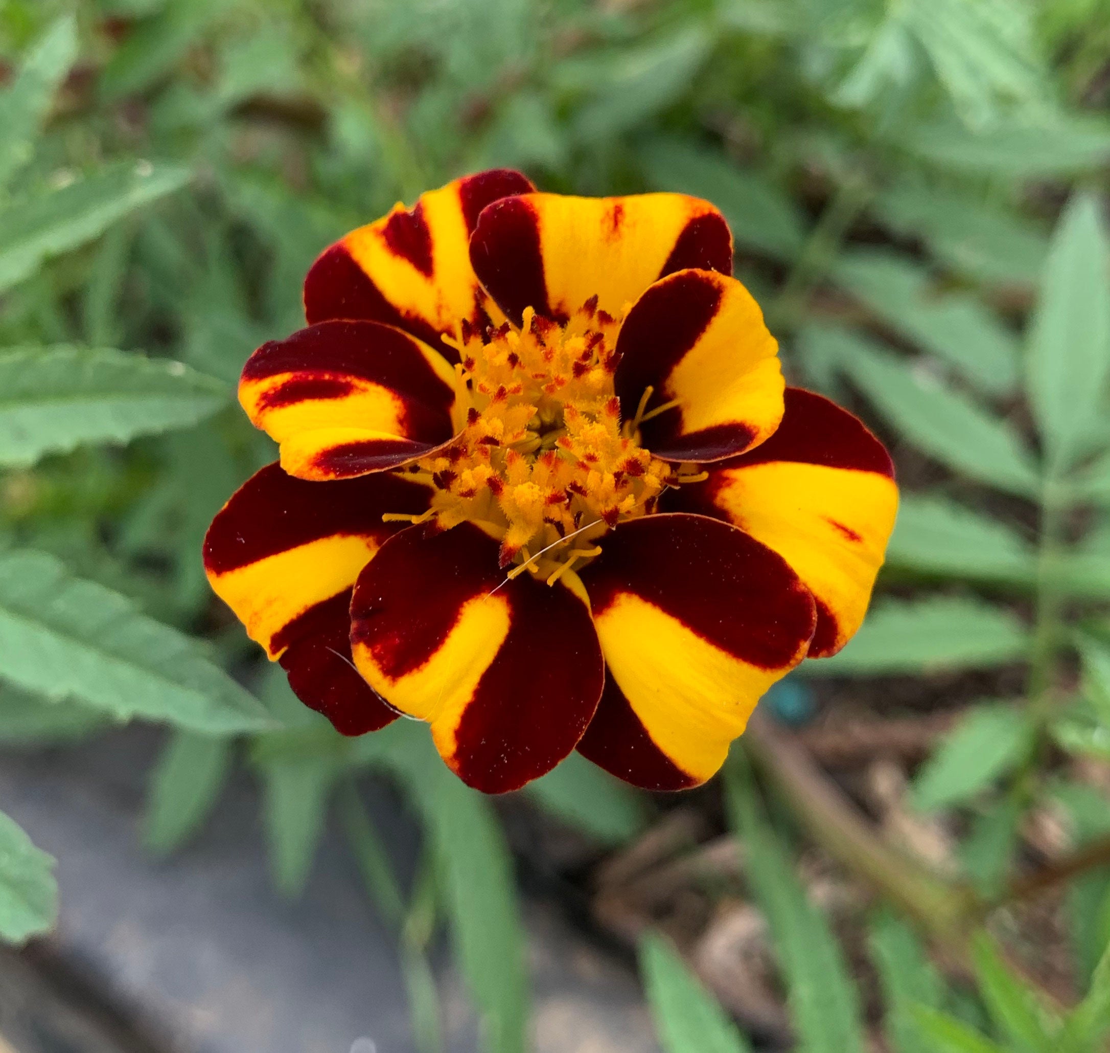 Thunbergia Coccinea Flower Seeds for Planting