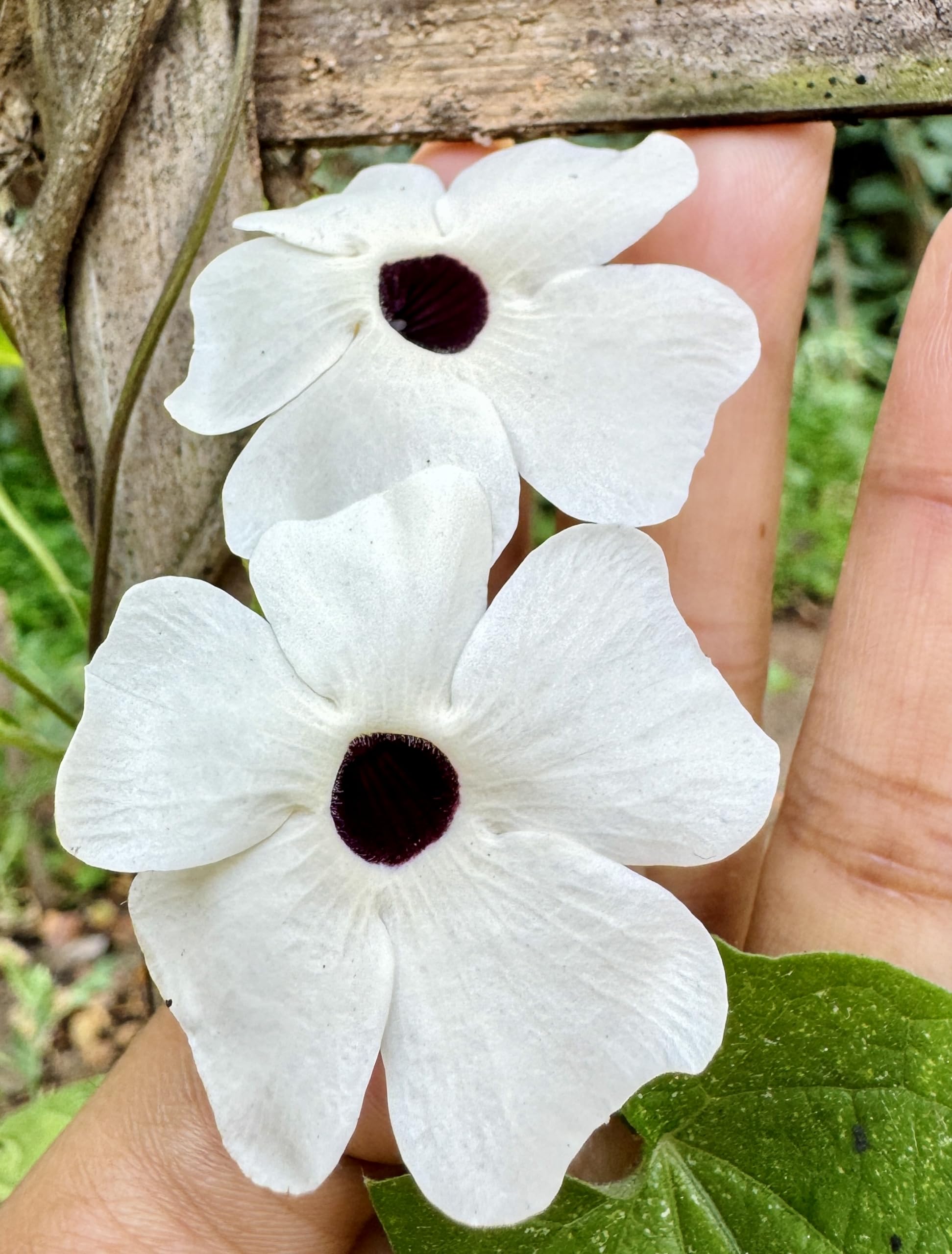 Thunbergia seeds mixed varieties for planting