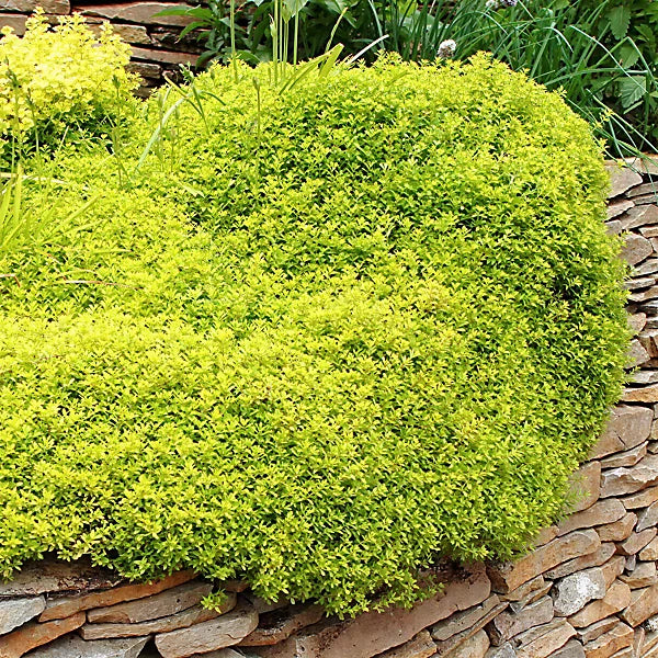 Yellow Stonecrop Flower seeds for Planting - Garden Favorite, Heirloom & GMO Free Seeds for Home Garden Sale