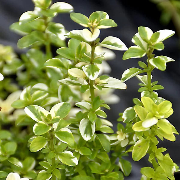 Yellow Stonecrop Flower seeds for Planting - Garden Favorite, Heirloom & GMO Free Seeds for Home Garden
 
 Sale