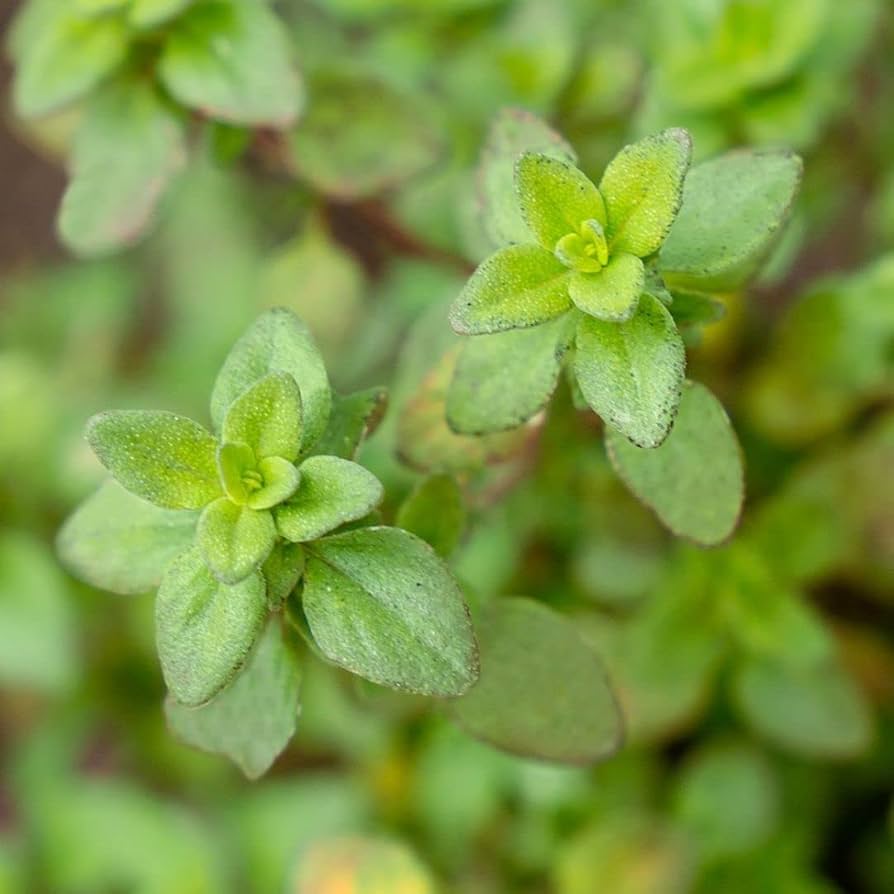 Thyme foliage blend grown as border groundcover from seeds