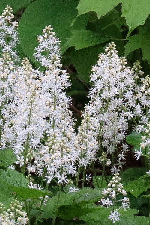 White Tiarella Trifoliata Flower seeds for Planting - Colorful Display, Heirloom & GMO Free Seeds for Home Garden