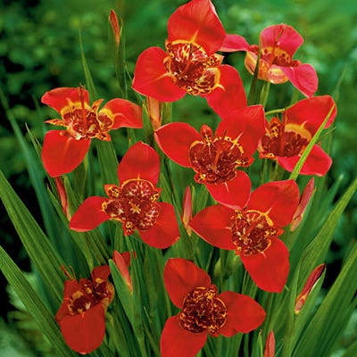 Red Tigridia Pavonia Flower seeds for Planting - Bright Blooms, Heirloom & GMO Free Seeds for Home Garden