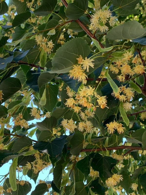 Green Linden Tree Seeds for Planting  Grow Majestic Trees in Your Garden