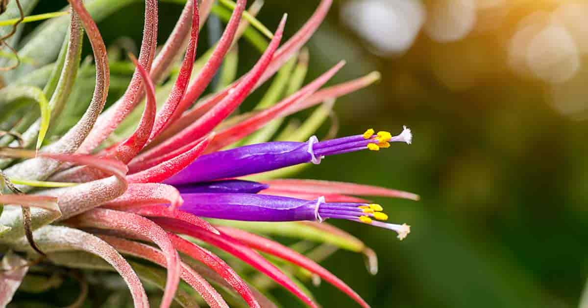 Tillandsia Flower seeds for Planting - Shade Tolerant, Heirloom & GMO Free Seeds for Home Garden