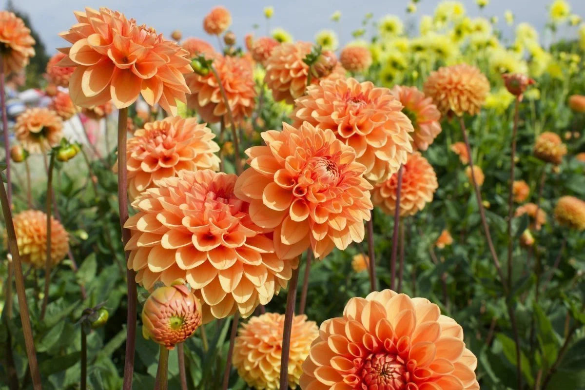 Light Orange Dahlia Flower Seeds for Planting Fragrant Blossoms Heirloom & GMO Free Seeds for Home Garden
 
 Sale