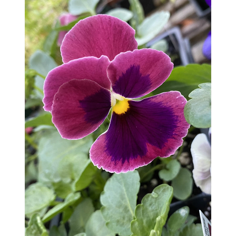 Pansy Rose Flower seeds for Planting - Sun Loving, Heirloom & GMO Free Seeds for Home Garden