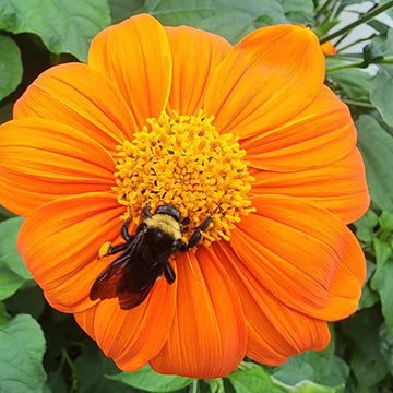 Mexican Sunflower Seeds – Bright Blooming Ornamental Garden Variety