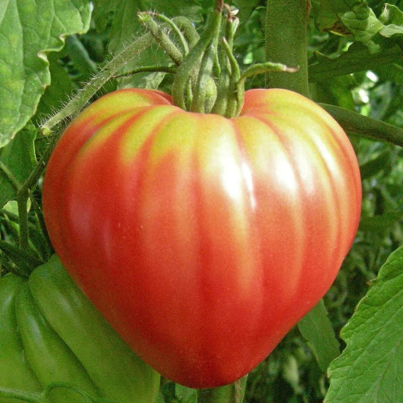 Pink Oxheart Tomato Seeds for Planting