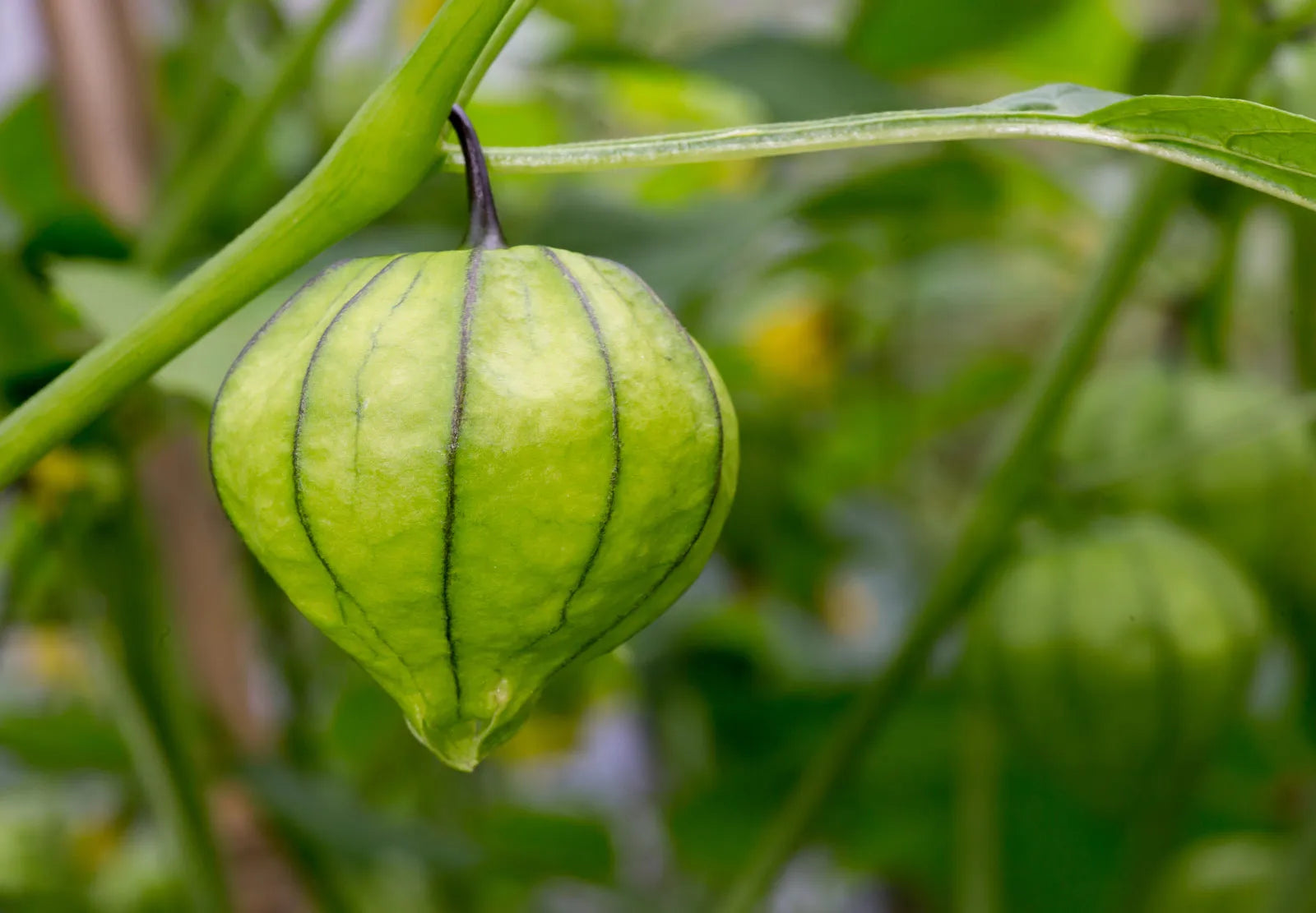 Light Yellow Tomatillo Planting Seeds for Home Gardens