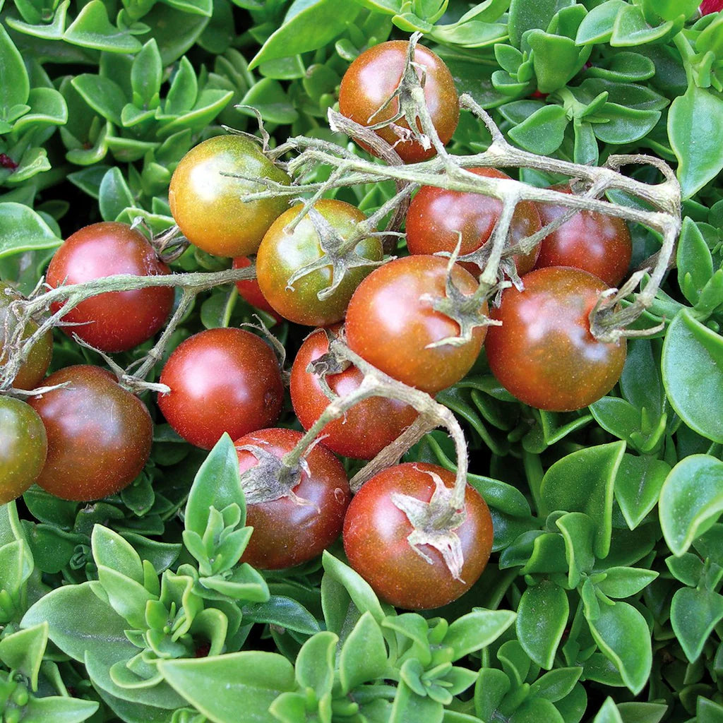 Brown Tomato Vegetable Seeds for Growing