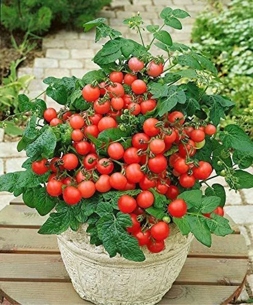 Non GMO tomato seeds for home gardening
