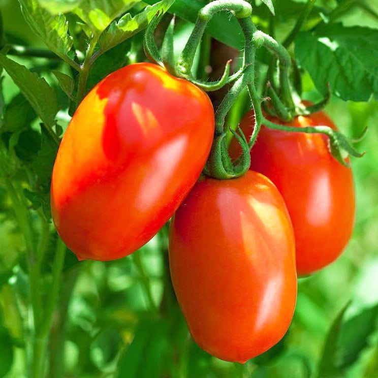 Tomato Solanum lycopersicum seeds for planting