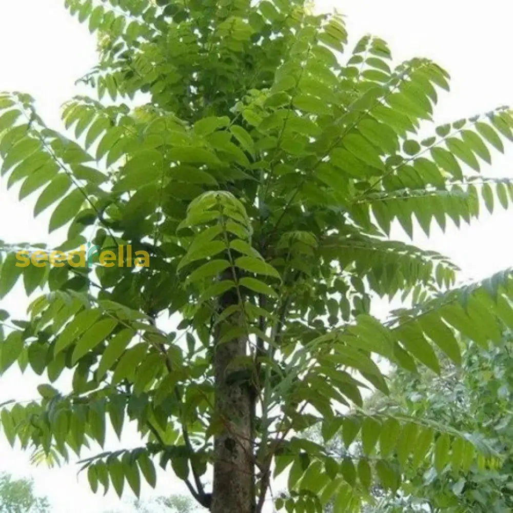 Toona Sinensis Seeds: Essential Planting Tips Plant Seeds