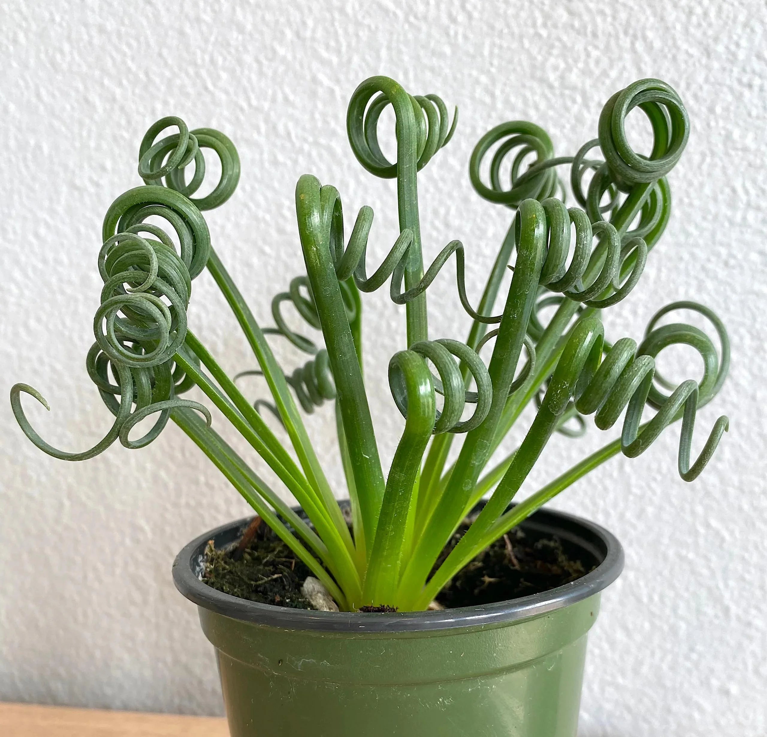 Curly Twisted Flower seeds for Planting - Perfect for Borders, Heirloom & GMO Free Seeds for Home Garden