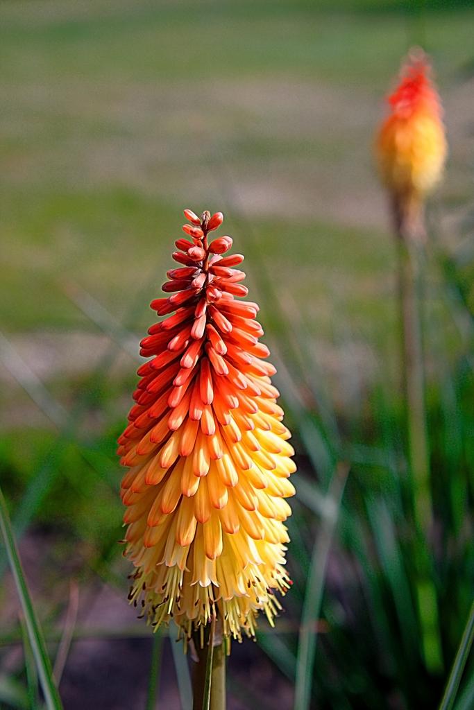 Uvaria Flower seeds for Planting - Cottage Garden Essential, Heirloom & GMO Free Seeds for Home Garden