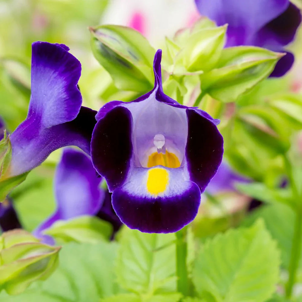 Torenia Flower Mixed Varieties in Full Bloom