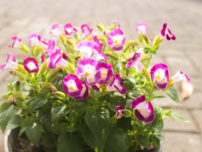 Pink Torenia Flower seeds for Planting - Garden Favorite, Heirloom & GMO Free Seeds for Home Garden