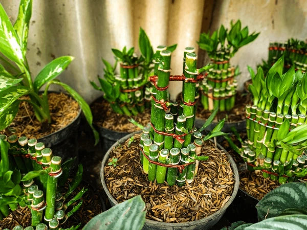 Planting Bamboo Tree Seeds for a Lush Garden