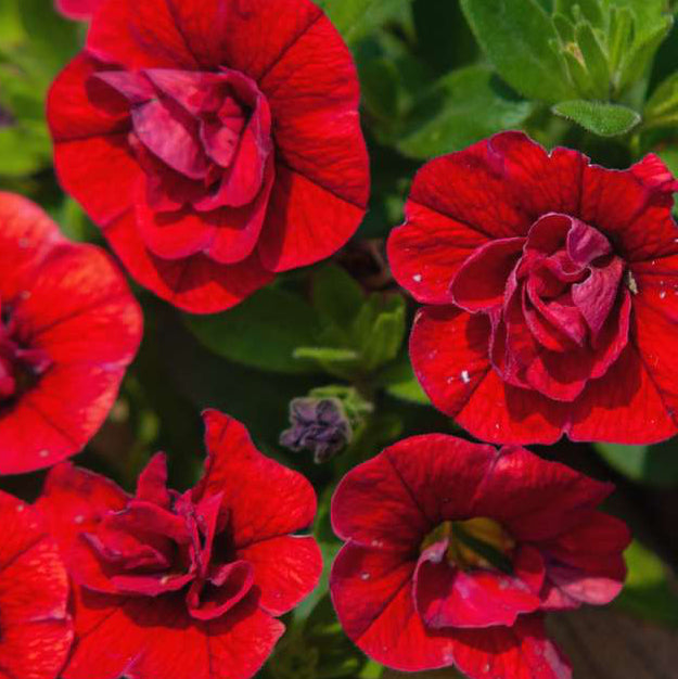 Organic Calibrachoa Plant Seeds – Summer Blooming Ornamental Variety