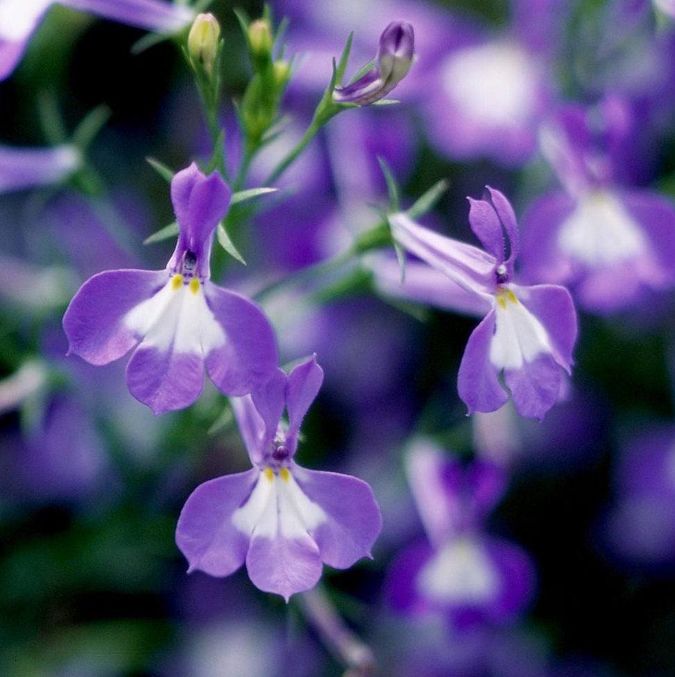 Organic Lobelia Plant Seeds – Blue Flowers for Pots & Hanging Baskets