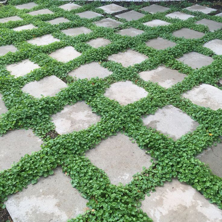 Organic Dichondra Plant Seeds – Low-Grow Lawn Alternative for Gardens