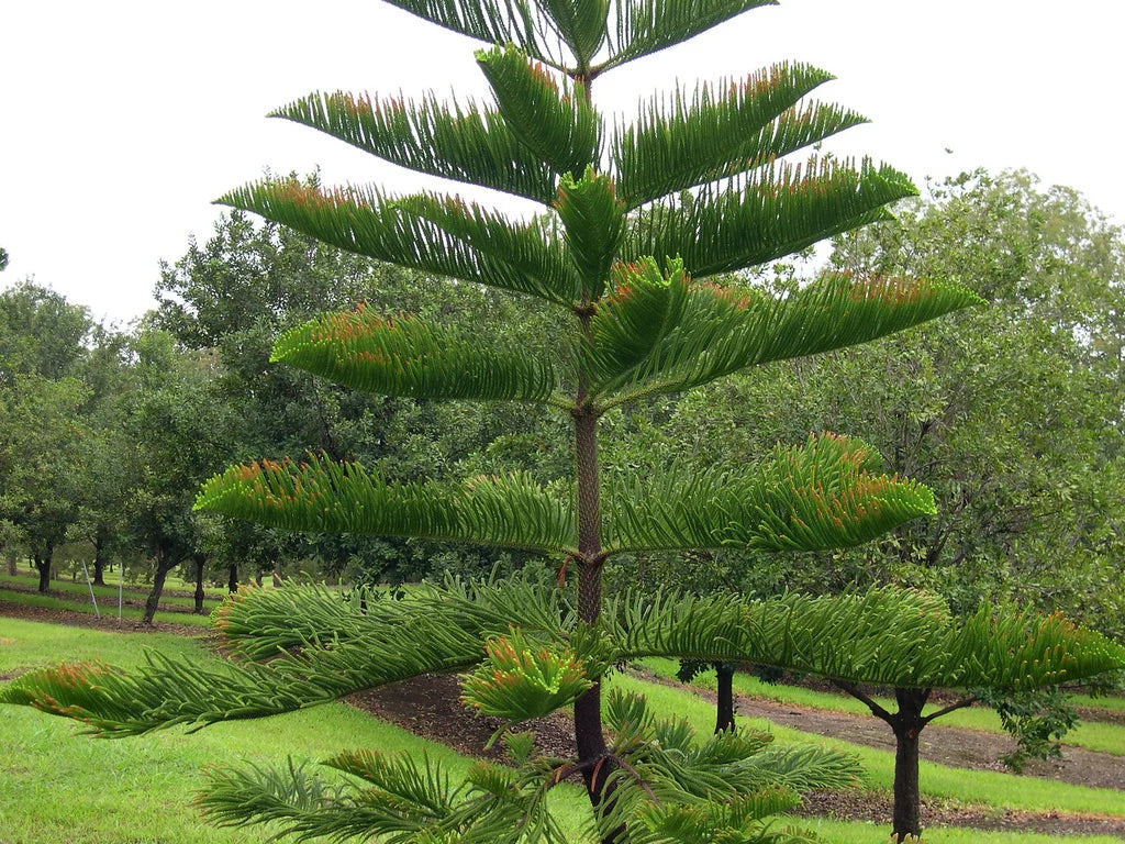 Araucaria Plant Seeds for Your Garden