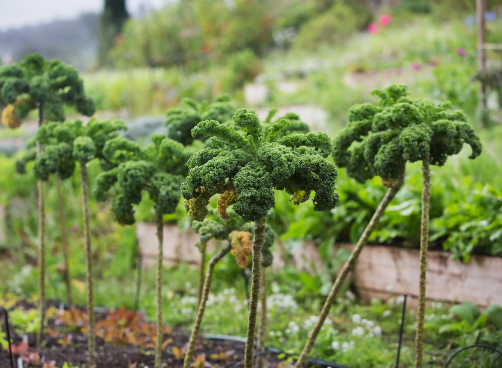 Green Walking Stick Kale Tree Seeds for Easy Planting