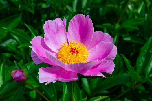 Lactiflora Flower seeds for Planting - Vibrant Colors, Heirloom & GMO Free Seeds for Home Garden