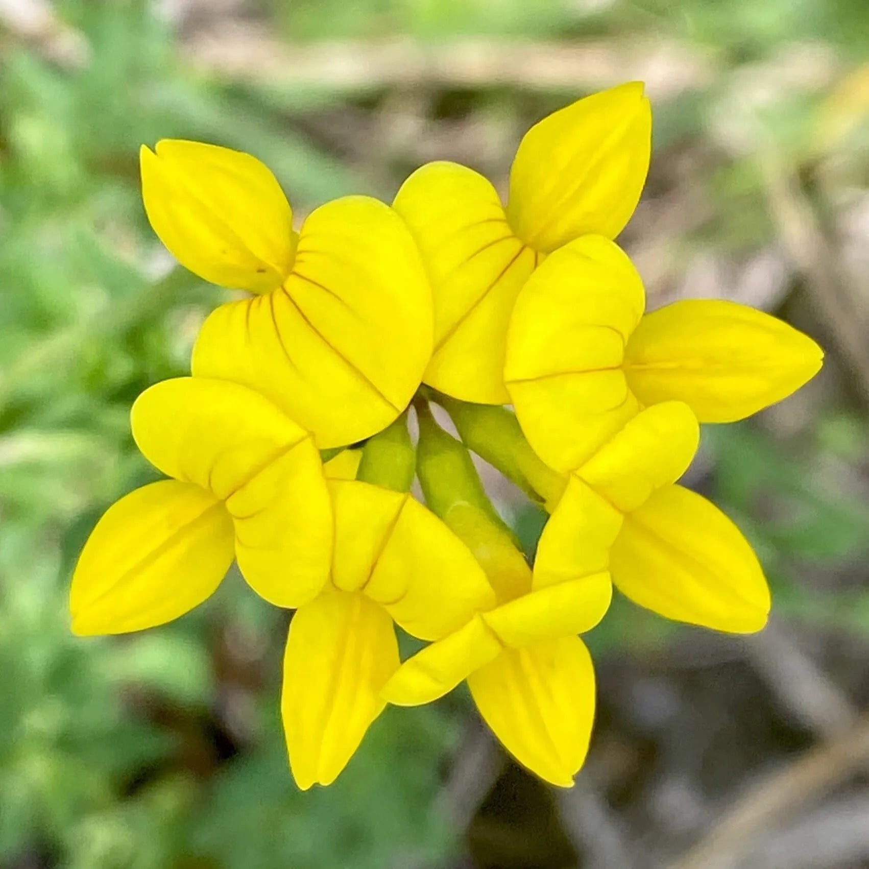 Trefoil Plant Seeds – Vibrant Yellow Flowers for Gardening