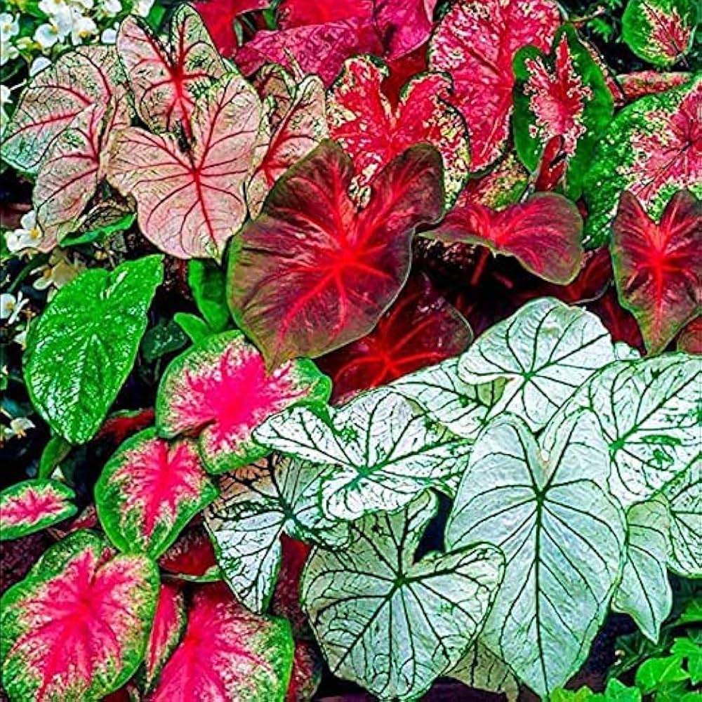 Caladium Bulbs – Colorful Heart-Shaped Leaf Plant for Home Décor & Gardens