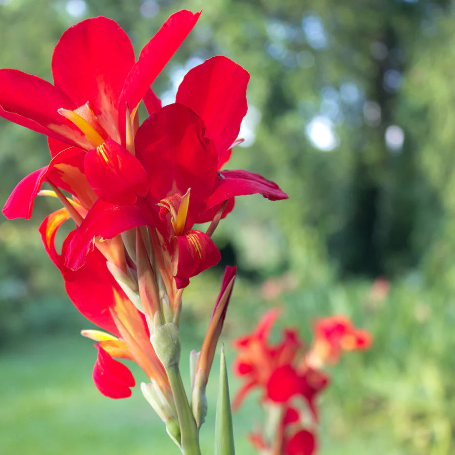 Heirloom Canna Seeds – Non-GMO Tropical Plant for Pots & Landscapes