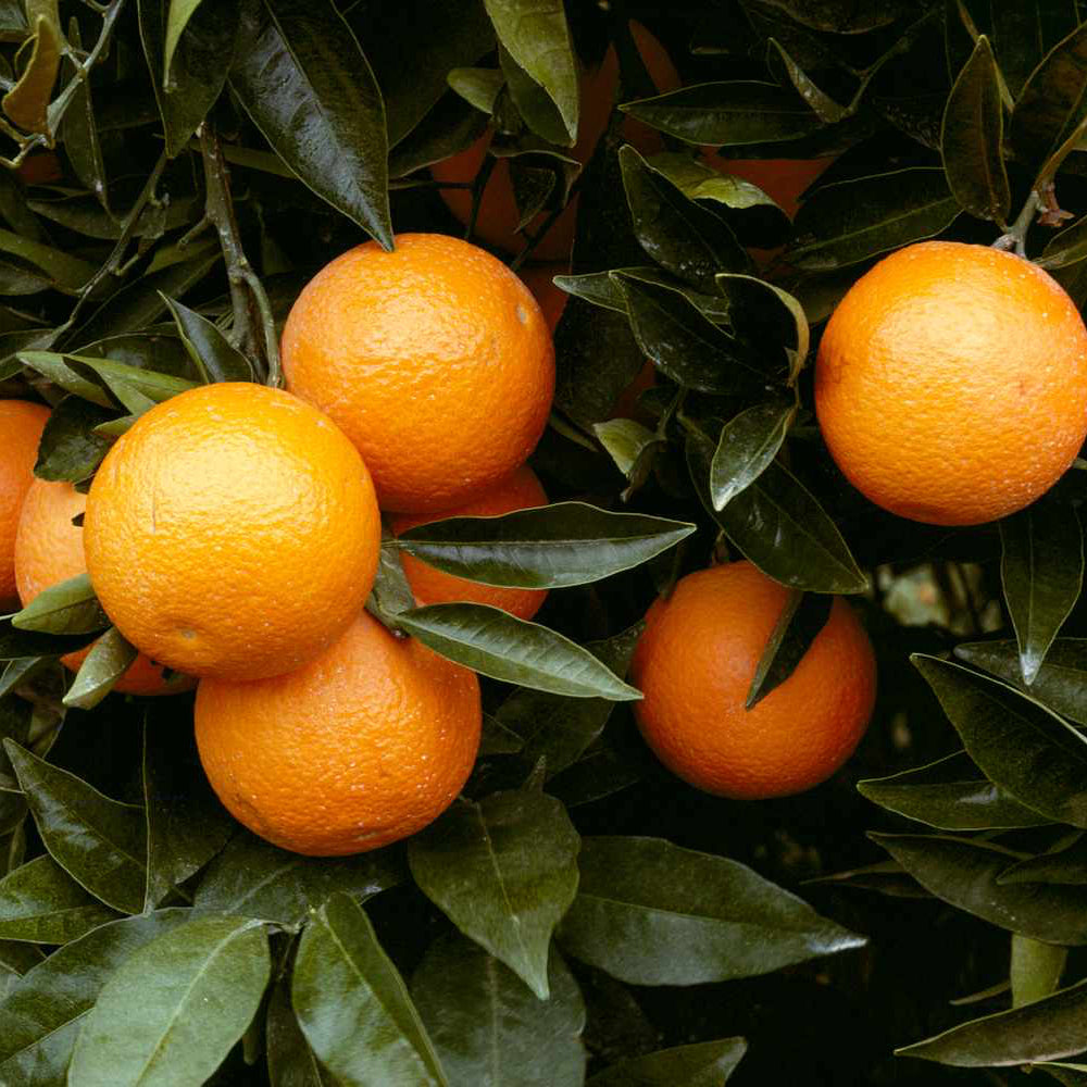 Orange Plant Seeds – Organic Citrus Variety for Indoor and Outdoor Pots