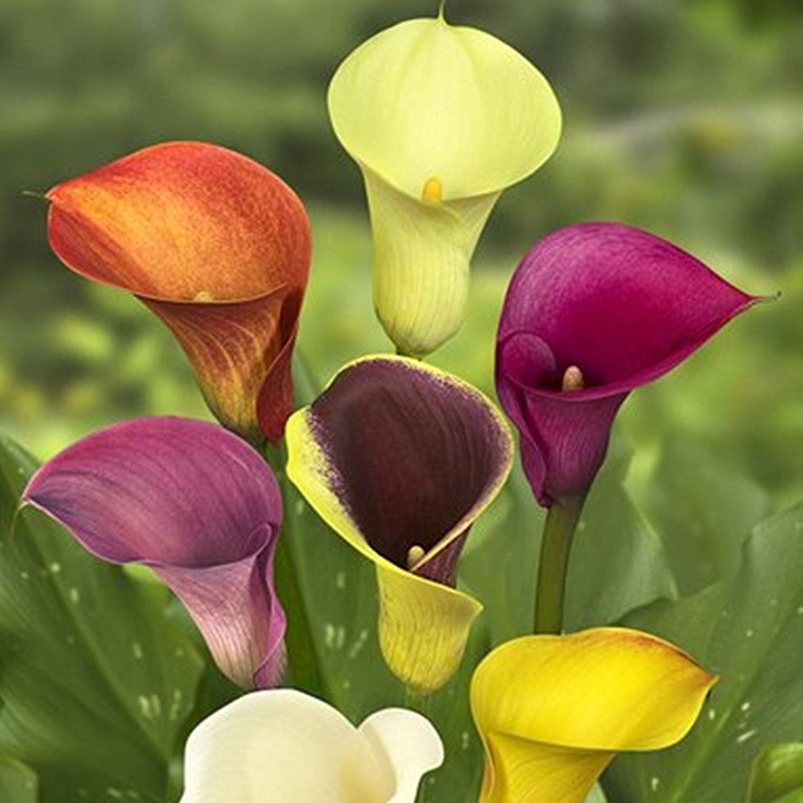 Calla Lily Seeds – Organic Elegant Blooms for Weddings & Indoor Gardens