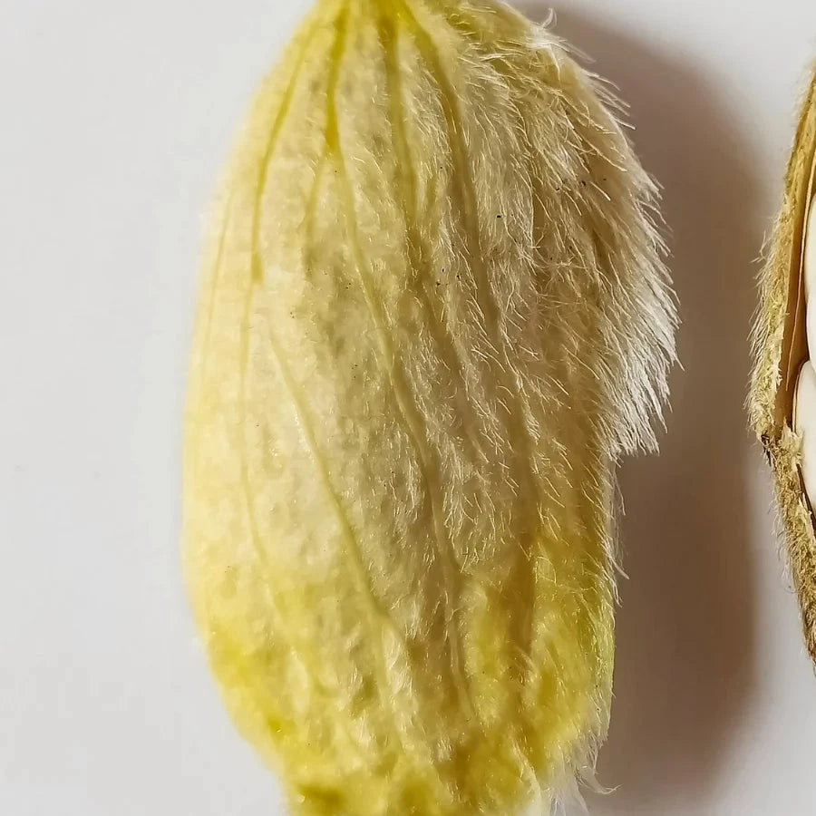 Heirloom Mango Seeds – Non-GMO Fruit Tree for Pots and Terrace Gardens