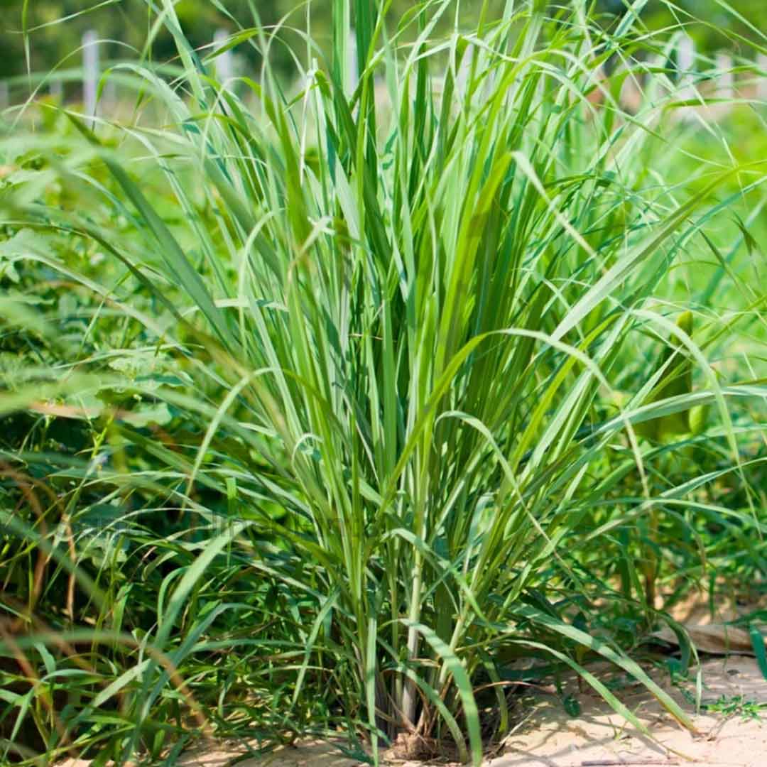 Lemongrass Seeds – Organic Non-GMO Herb for Wellness and Kitchen Use