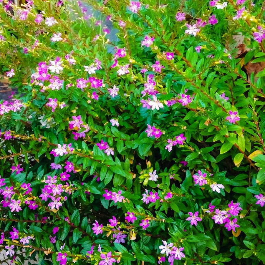 Organic Cuphea Plant Seeds – Pollinator-Friendly Flowers for Pots & Borders