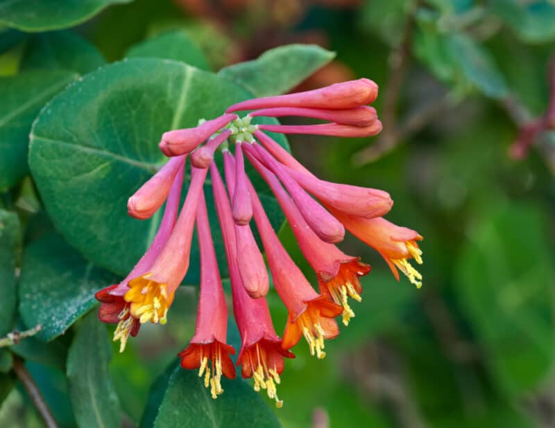Honeysuckle Vine Lonicera spp Flower Seeds for Planting in Garden Trellis and Fence