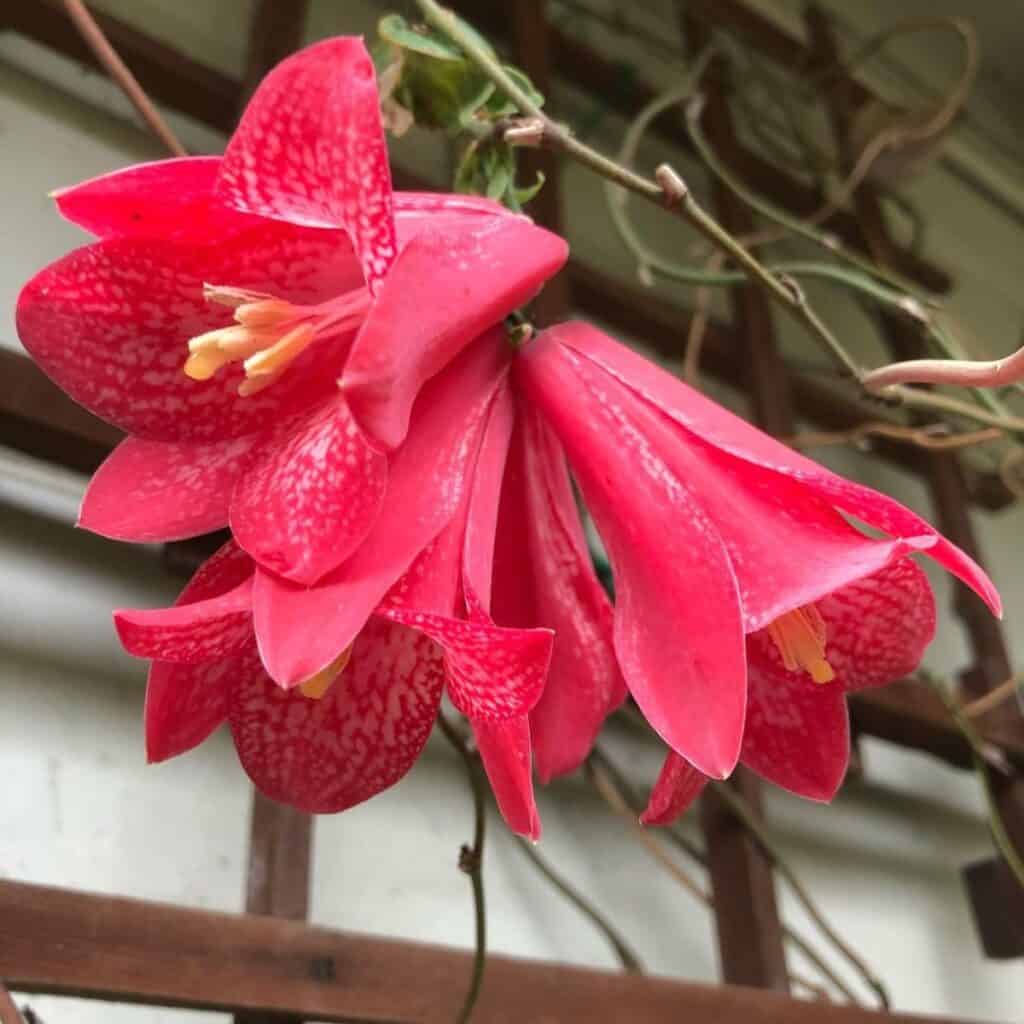 Chilean Bellflower Seeds (Lapageria Rosea) for Unique and Beautiful Garden Flowers